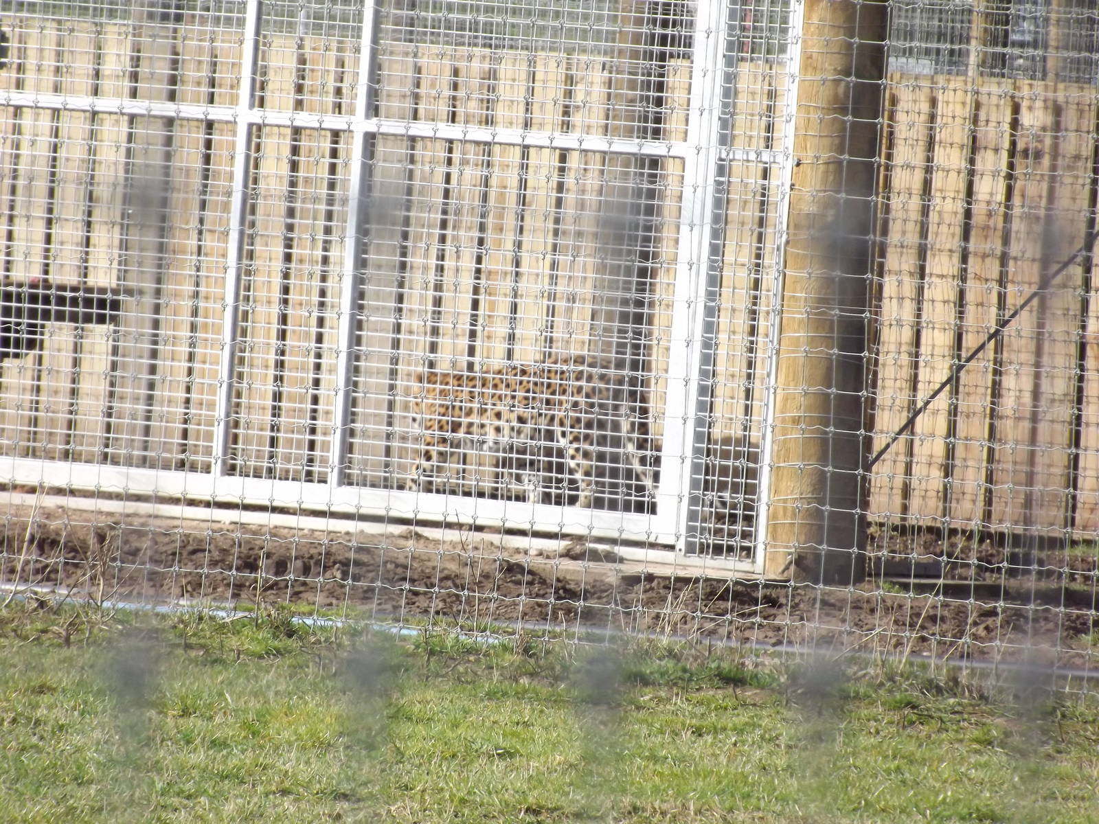 Amur Leopard at Yorkshire Wildlife Park 18/02/12