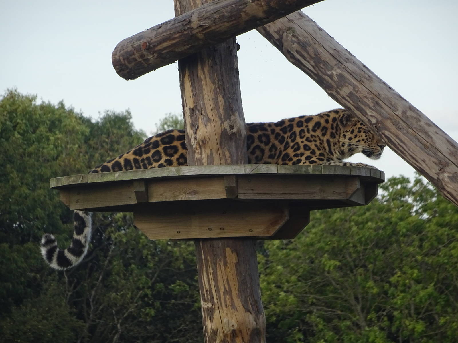 Amur Leopard at Yorkshire Wildlife Park
