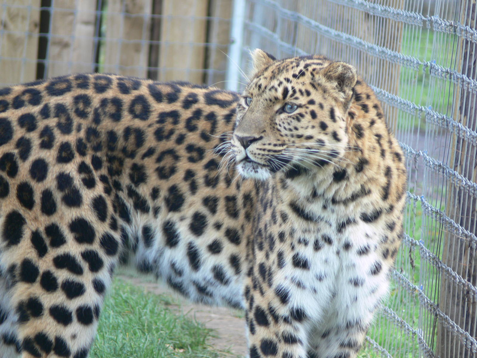 Amur Leopard at Yorkshire WP 01/11/12