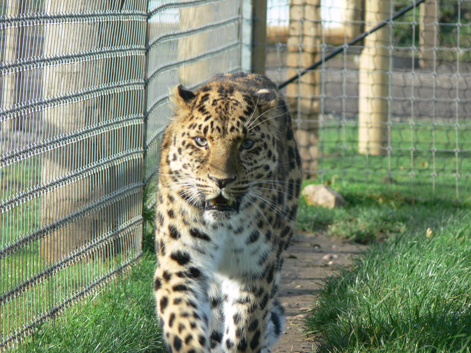 Amur Leopard at Yorkshire WP 01/11/12