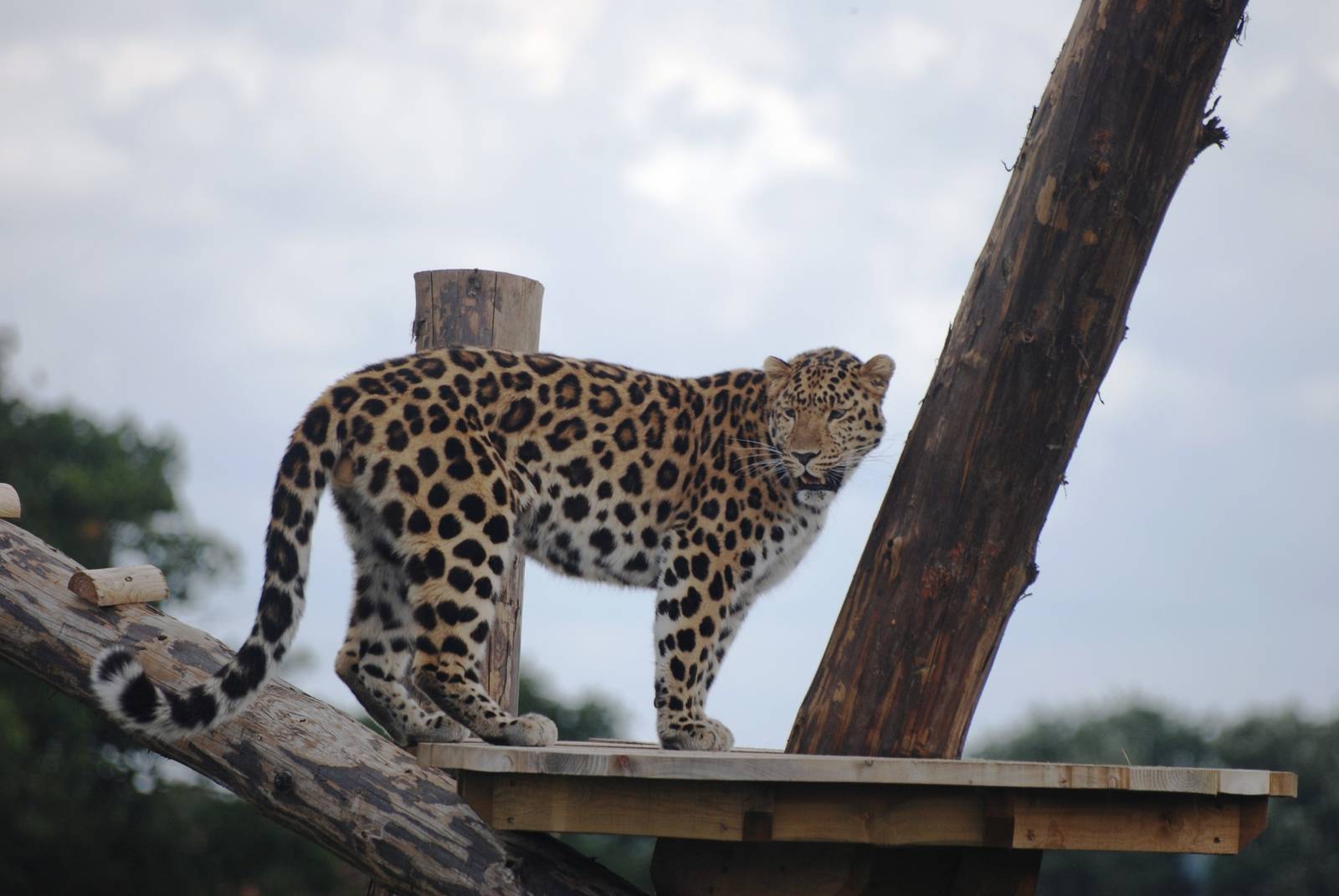 Amur Leopard at Yorkshire WP, 05/08/12