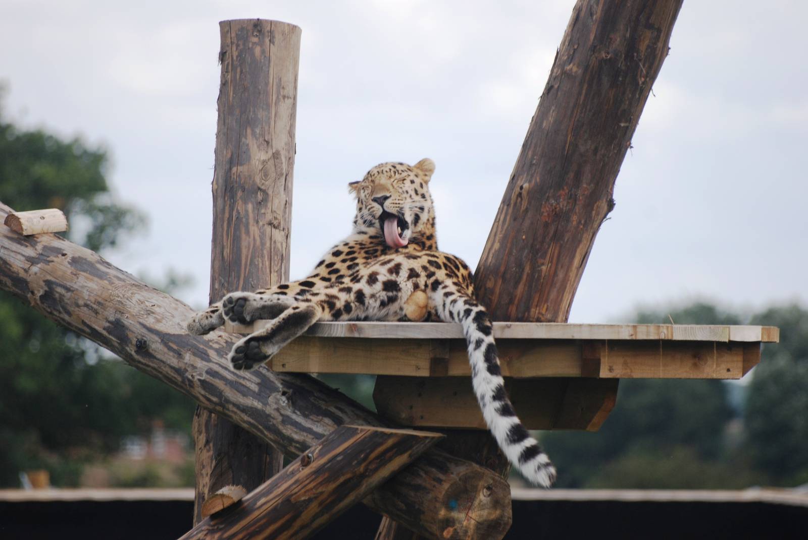 Amur Leopard at Yorkshire WP, 05/08/12