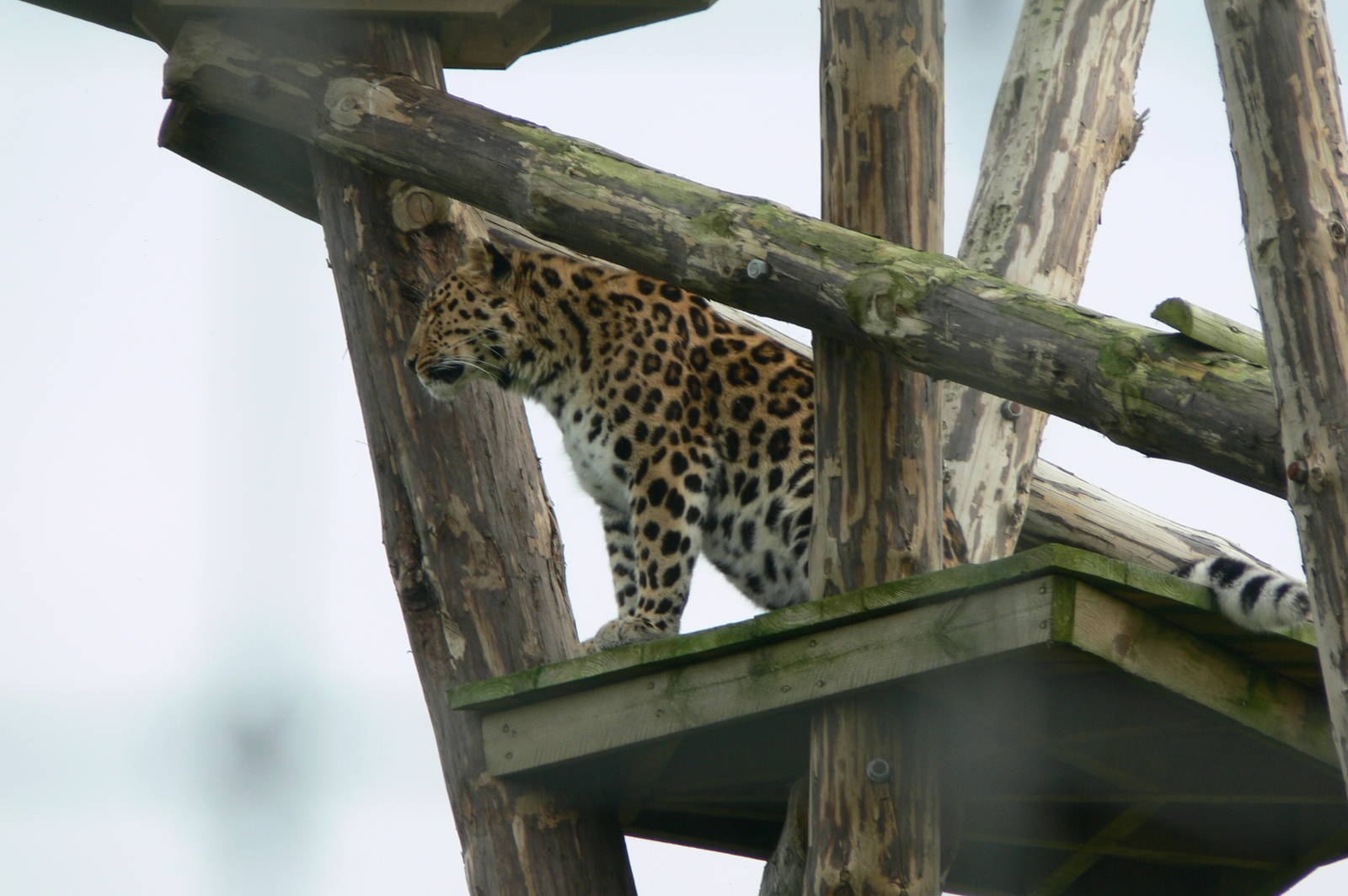Amur Leopard at Yorkshire WP, 28/10/14