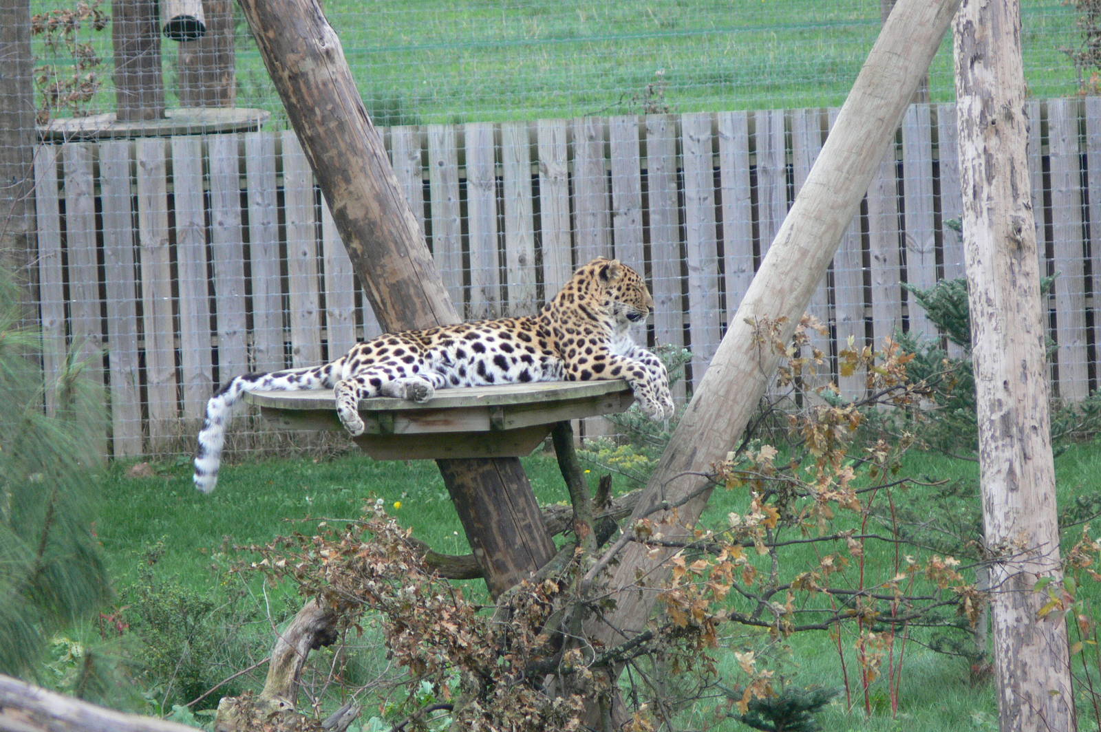 Amur Leopard at Yorkshire WP, 28/10/14
