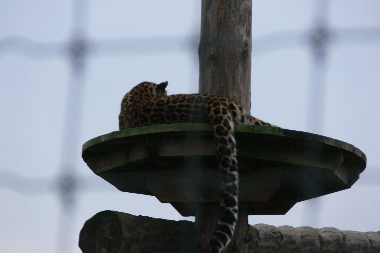 Amur Leopard at Yorkshire WP, 28/10/14