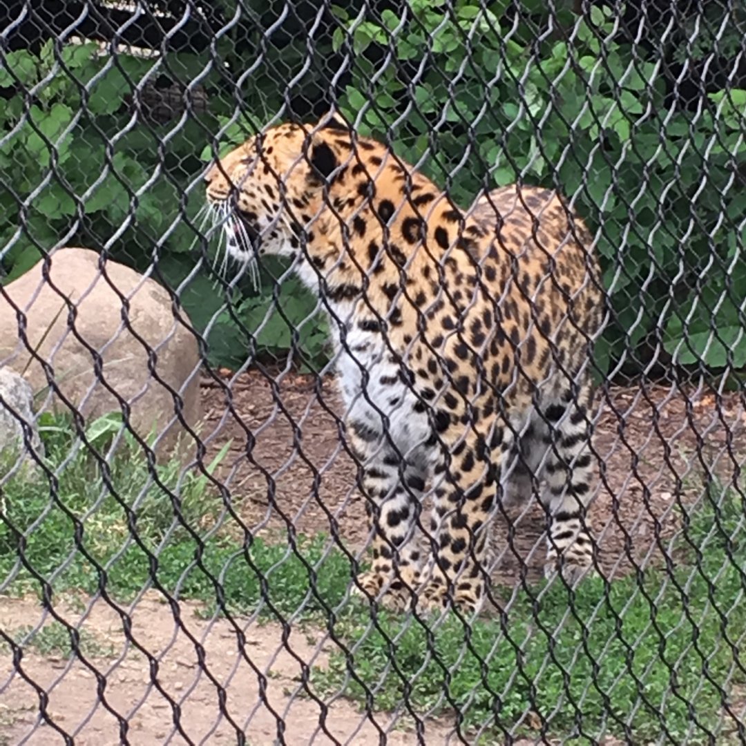 Amur Leopard | Brookfield Zoo