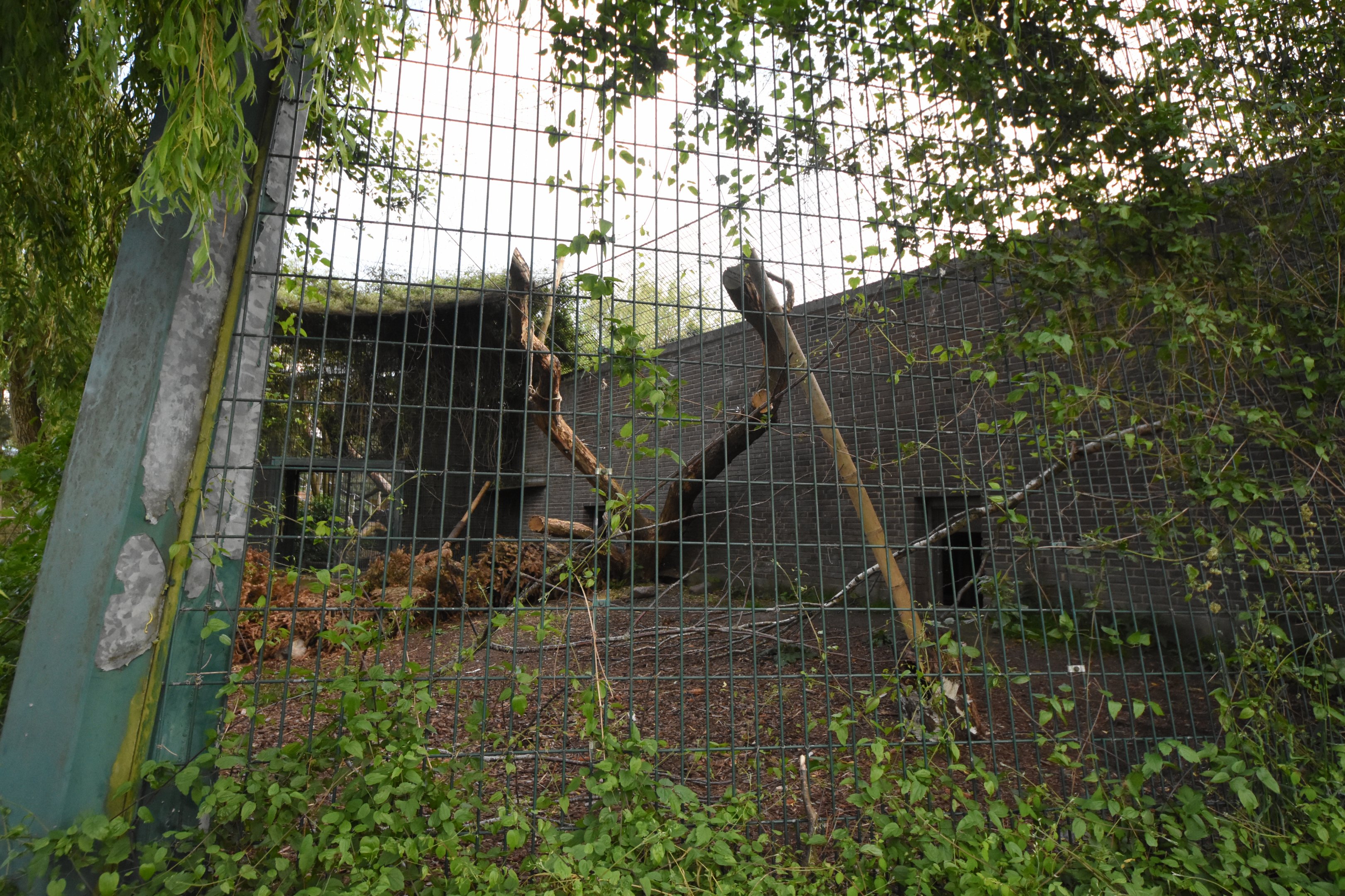 Amur leopard cage 1