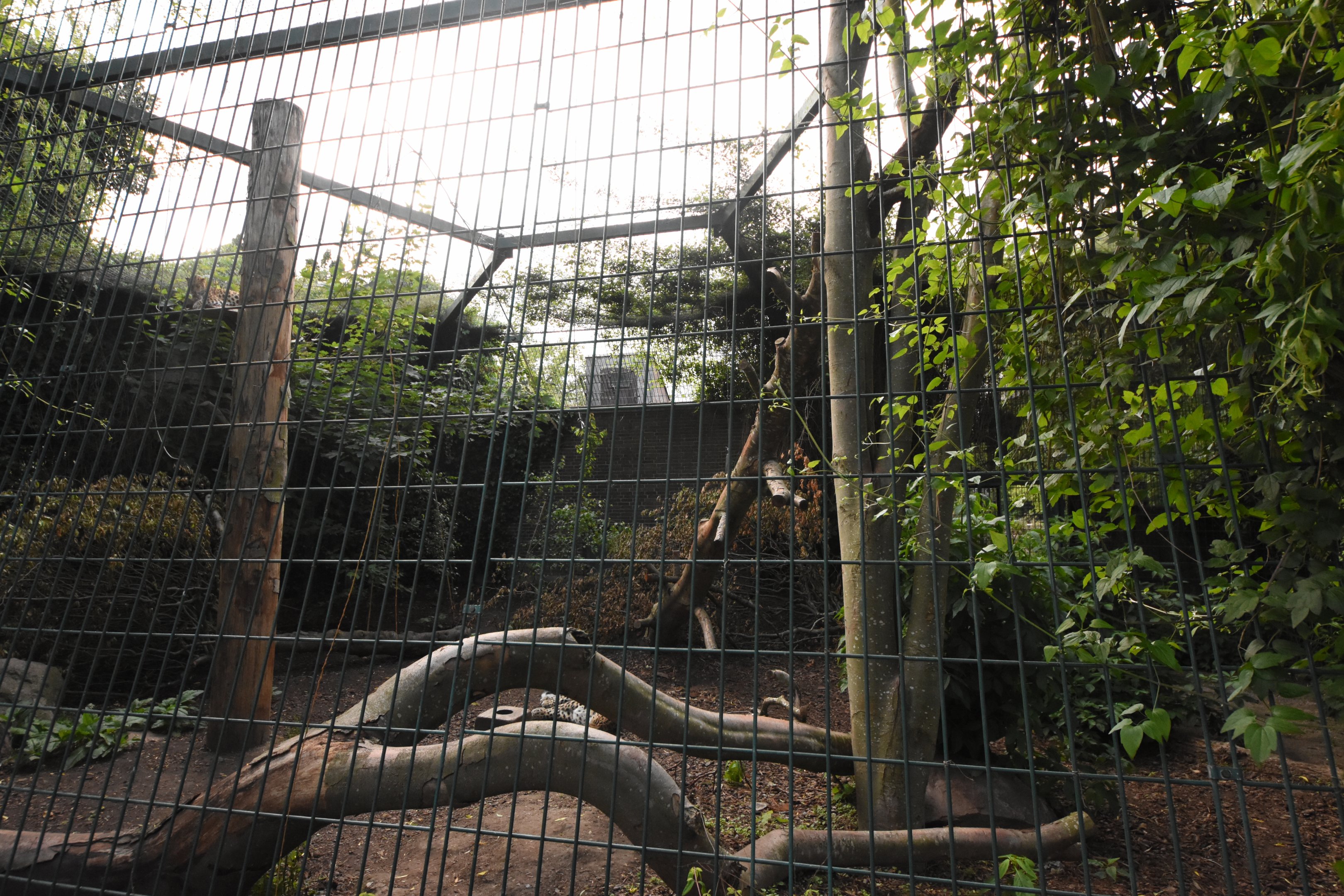 Amur leopard cage 2