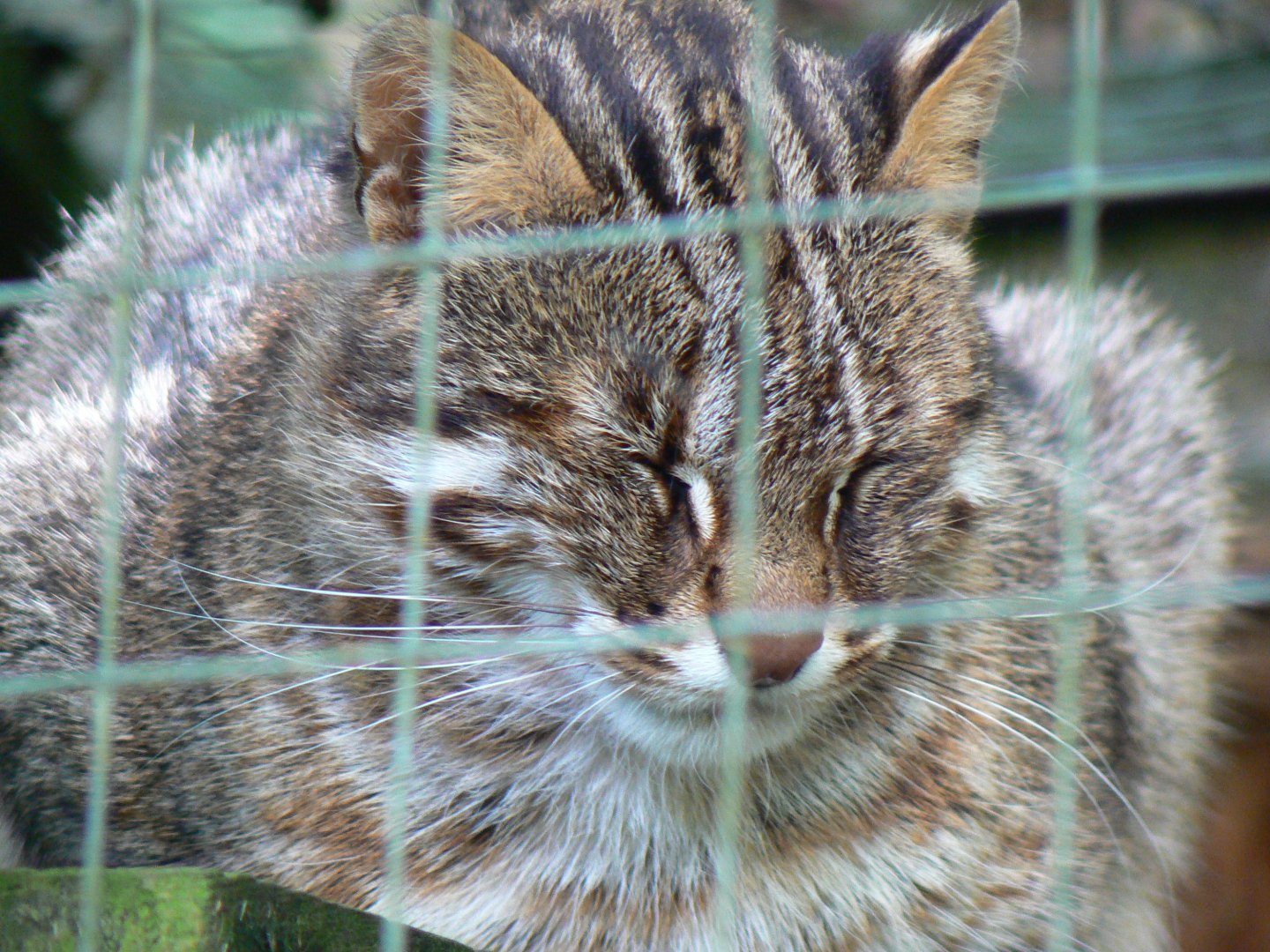 Amur Leopard Cat - 8 August 2017