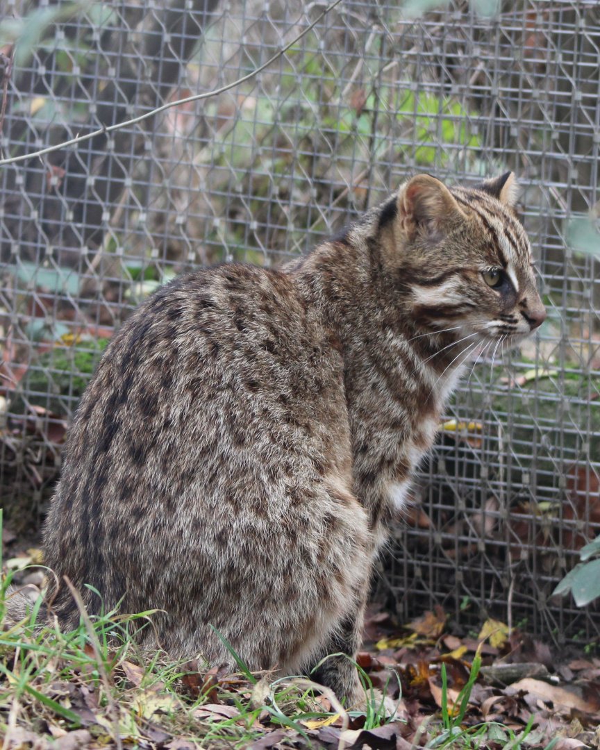 Amur leopard cat - adult