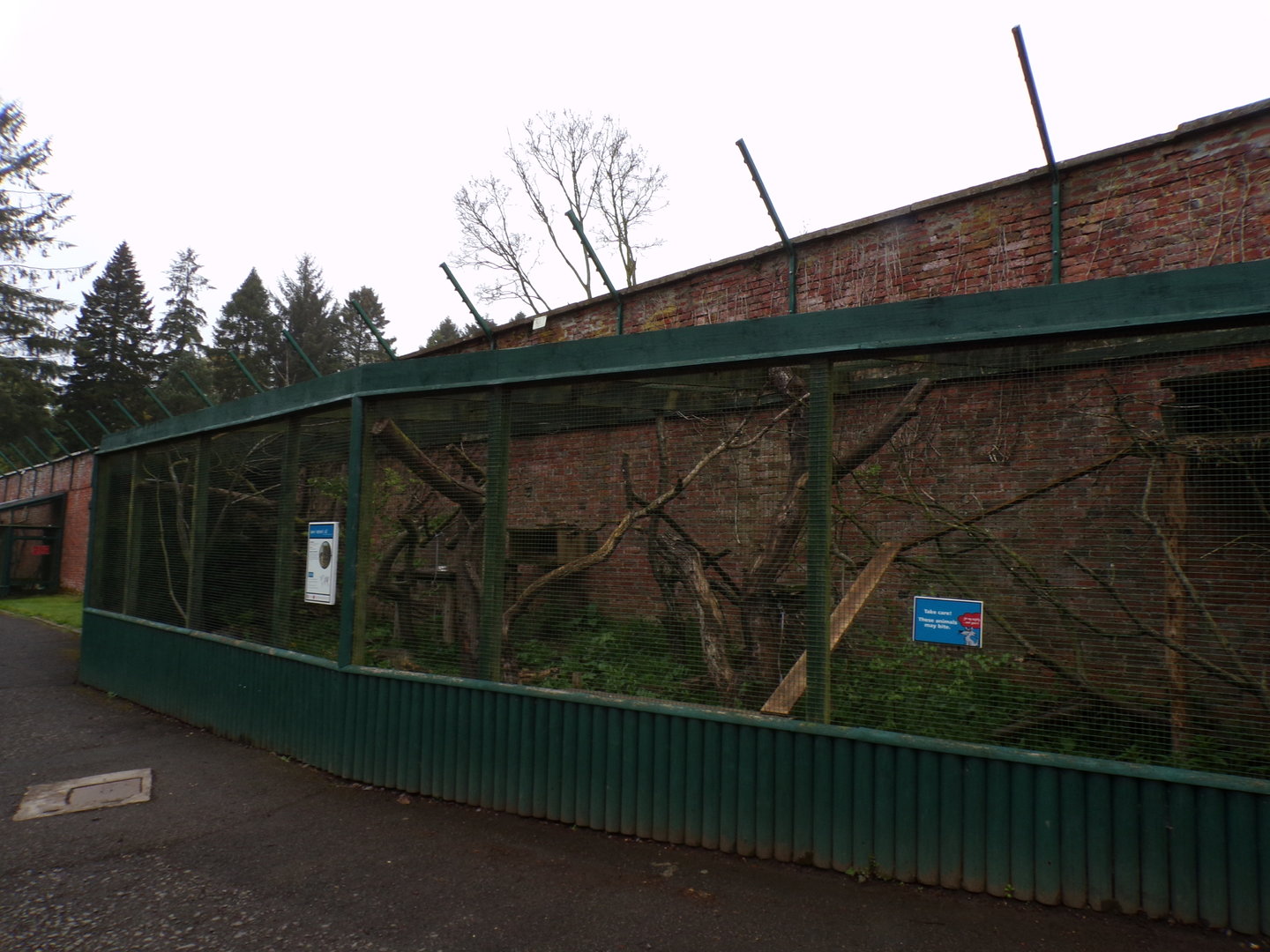 Amur leopard cat enclosure 7.5.23