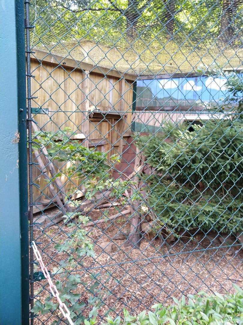 Amur leopard cat enclosure