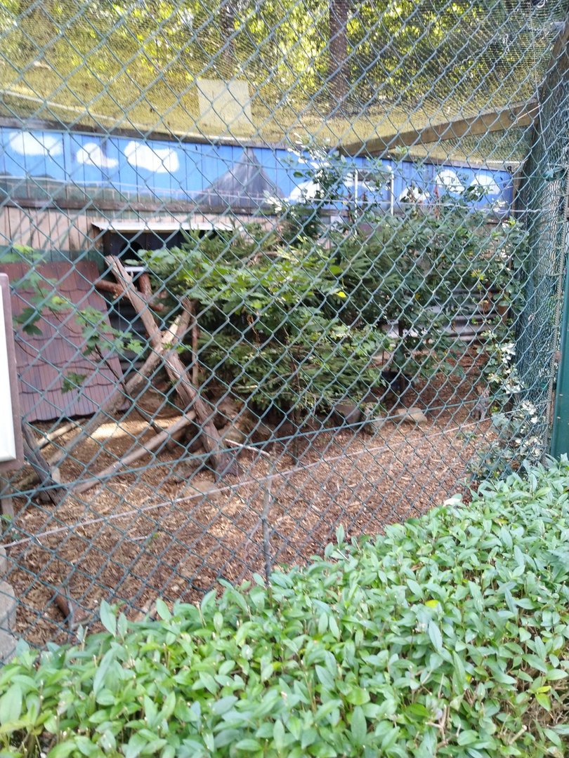 Amur leopard cat enclosure