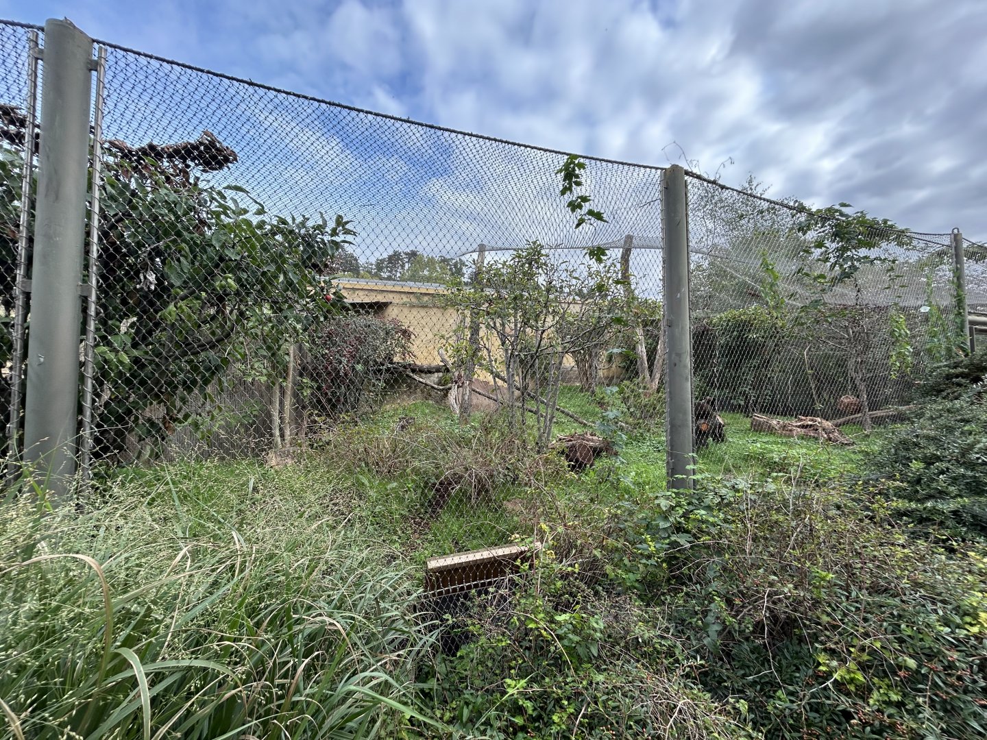 Amur Leopard Cat Exhibit - Feline\Reptile House