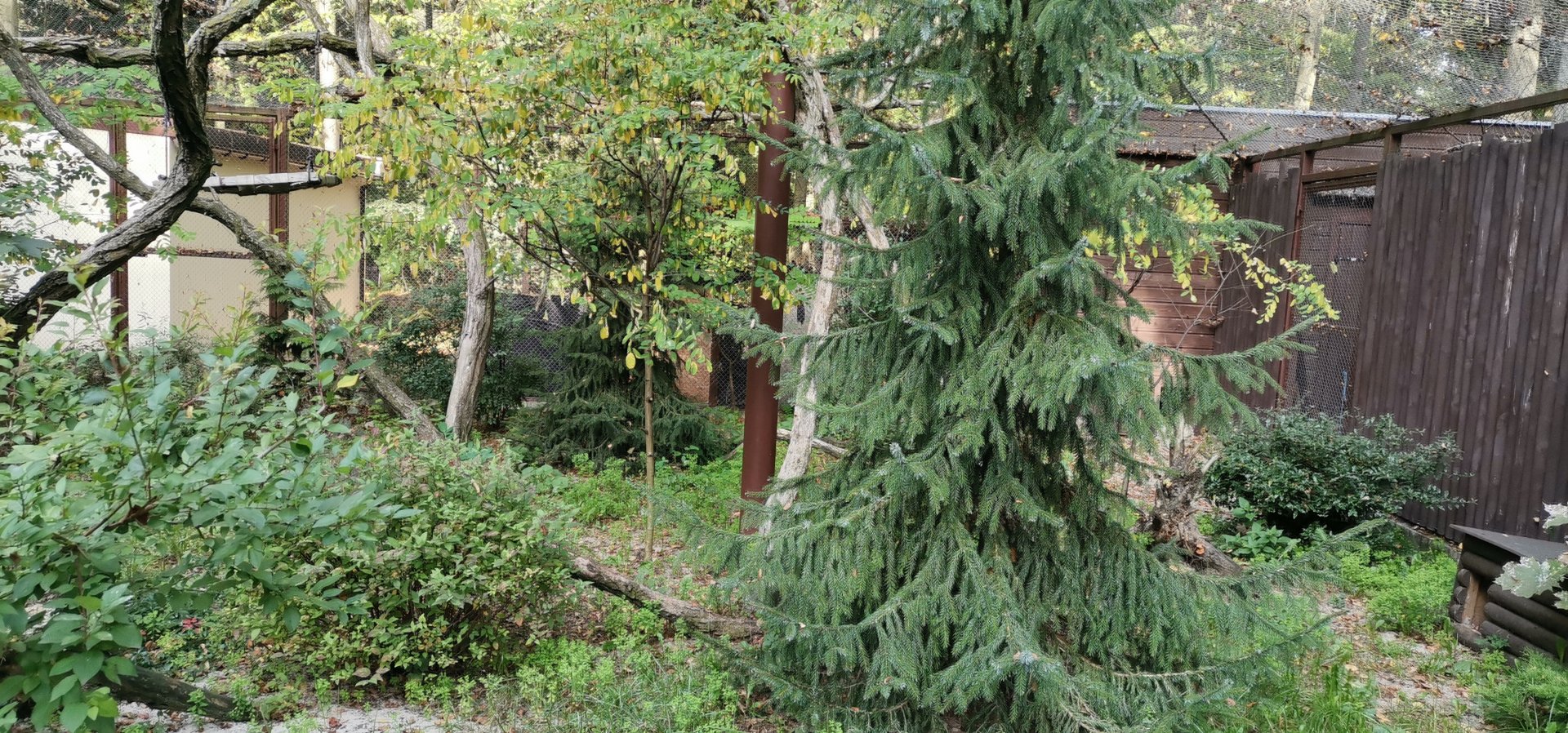 Amur Leopard Cat exhibit