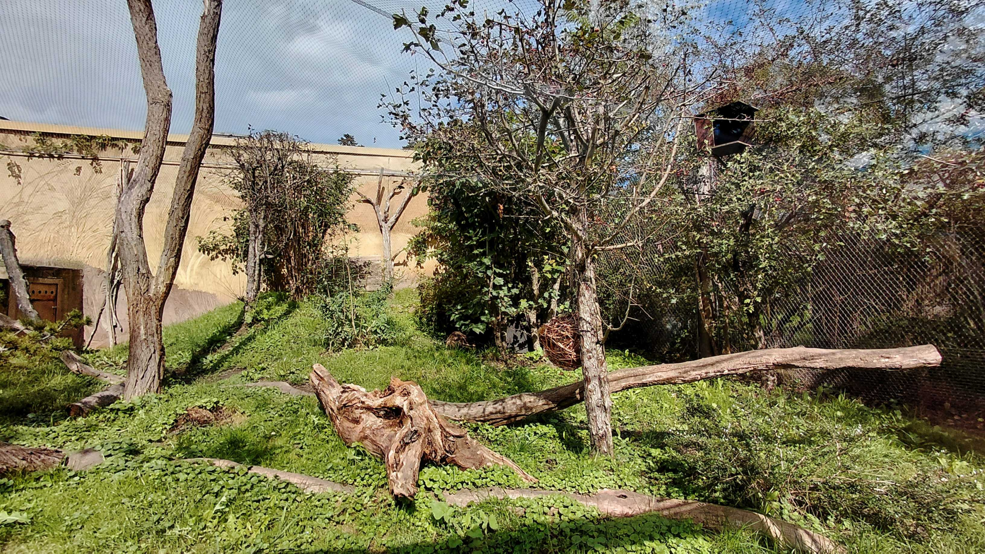 Amur leopard cat exhibit