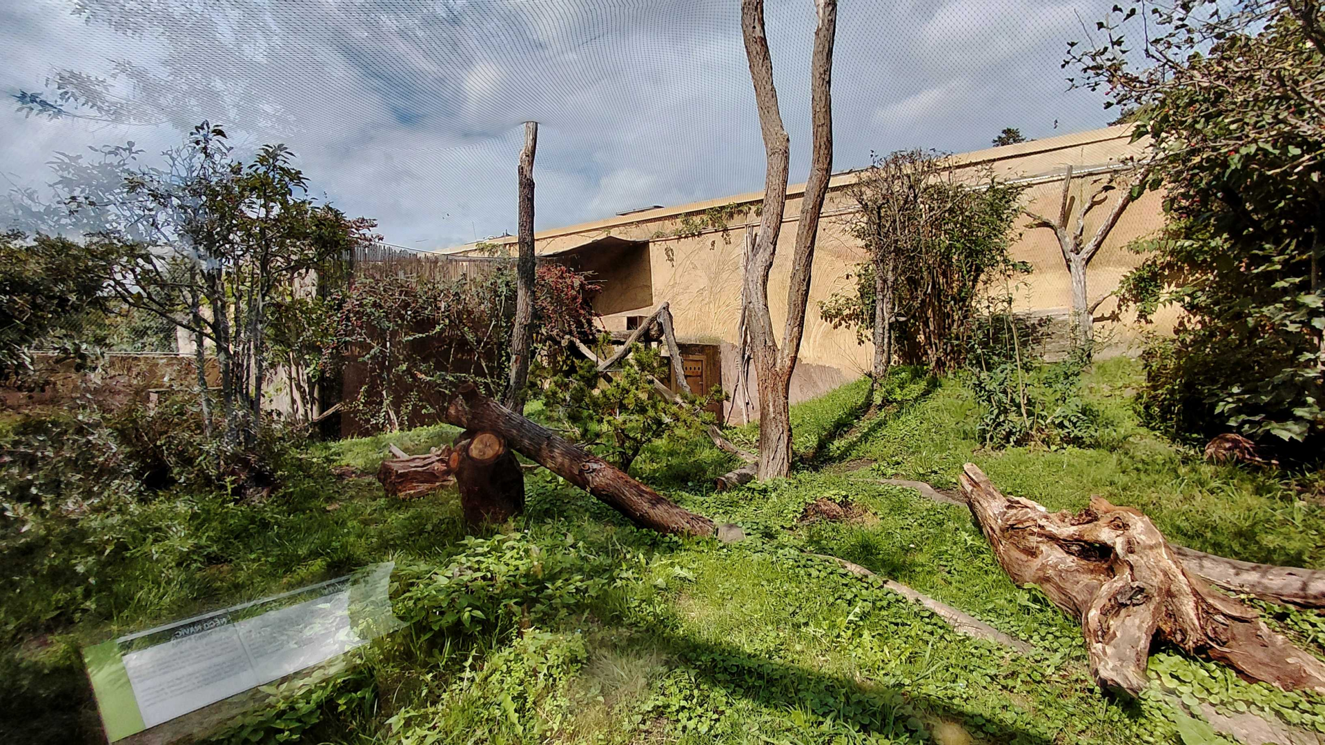 Amur leopard cat exhibit