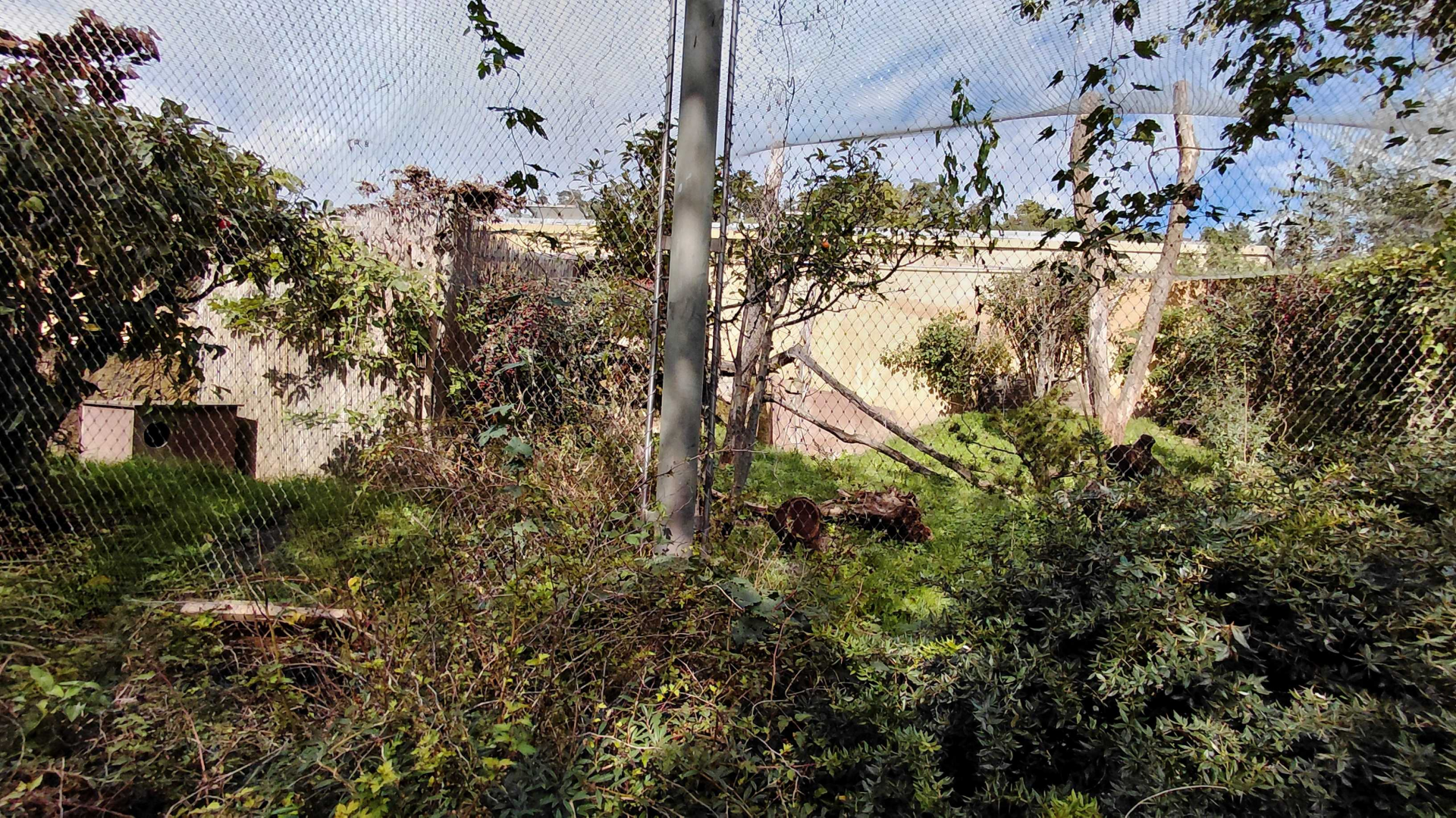 Amur leopard cat exhibit