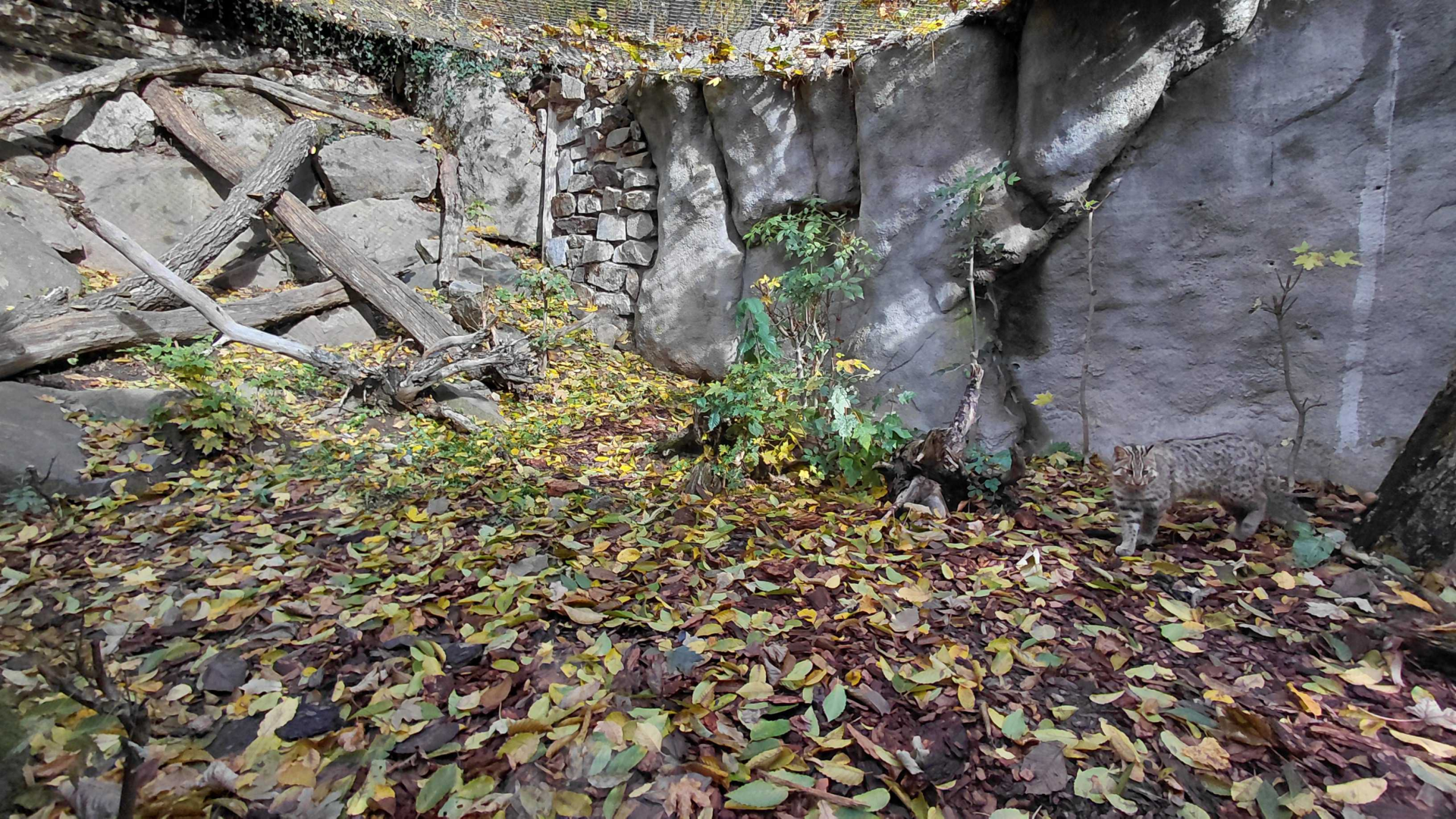 Amur leopard cat exhibit