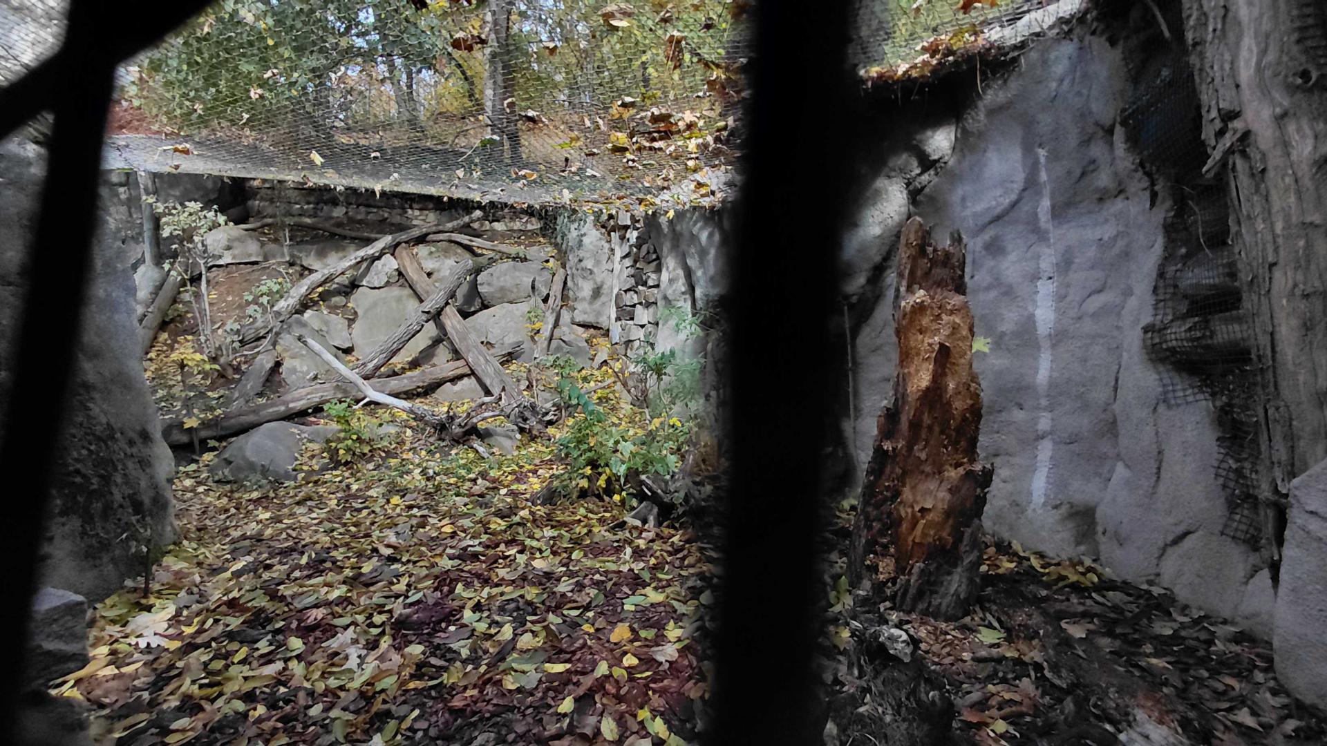 Amur leopard cat exhibit