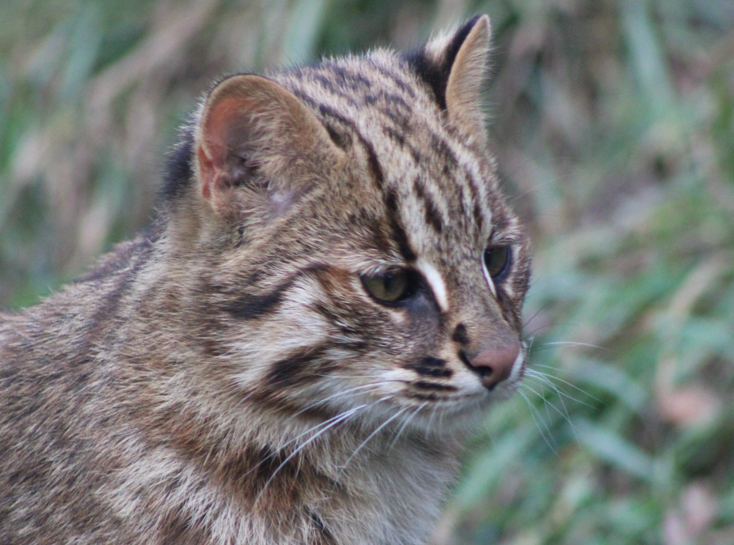 Amur leopard cat - juvenile