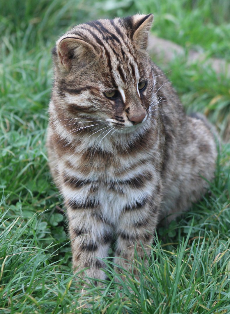 Amur leopard cat - juvenile