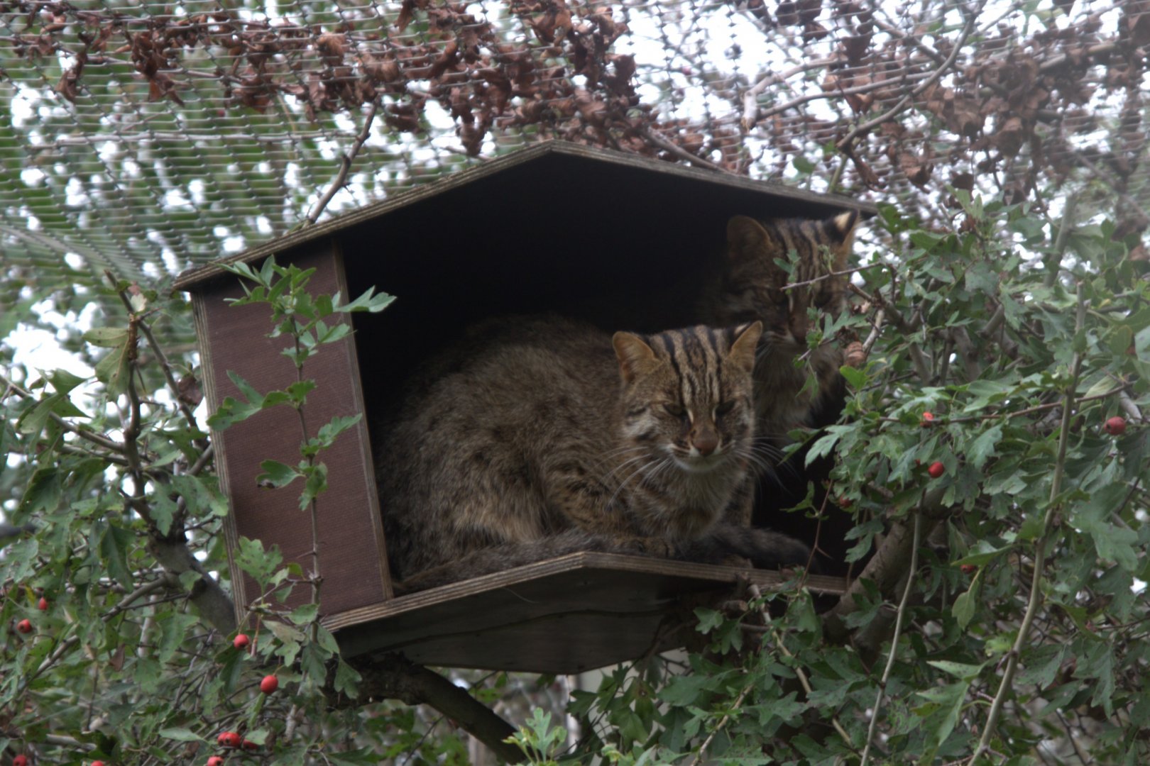 Amur Leopard Cat (Prionailurus bengalensis euptilura), 12-09-25