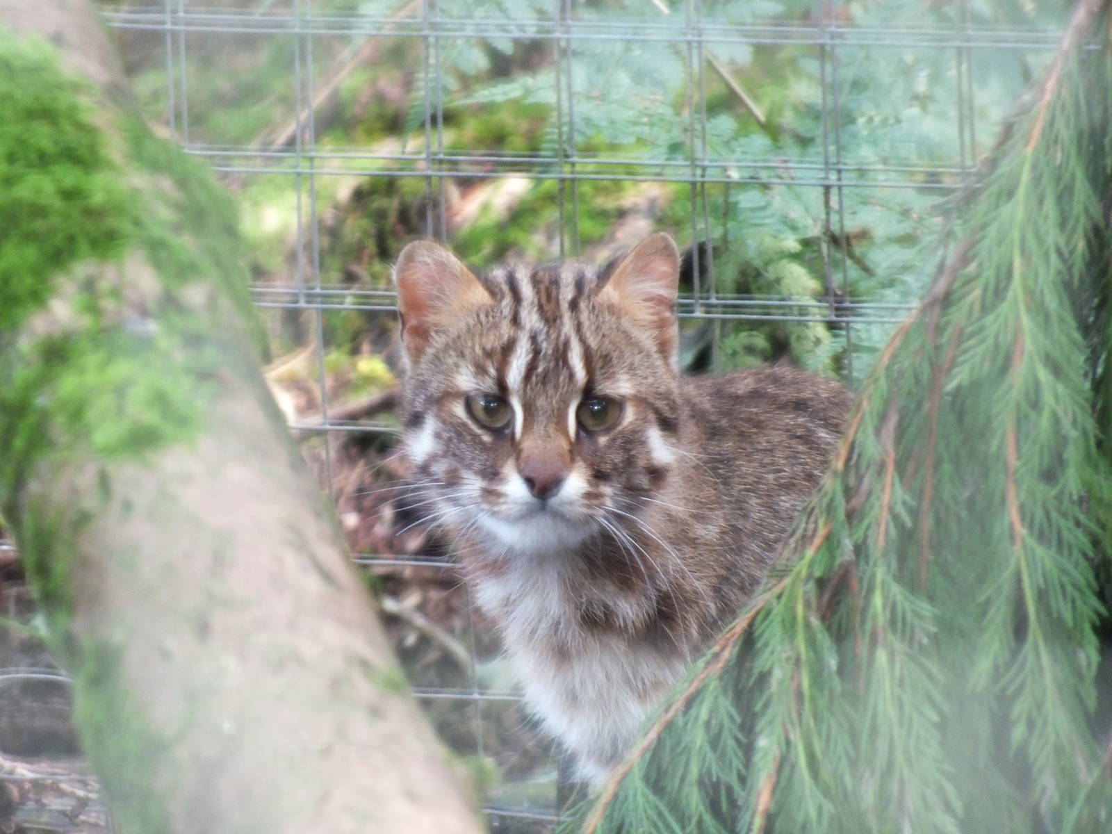 Amur Leopard Cat (Prionailurus bengalensis euptilura) at Galloway Wildlife