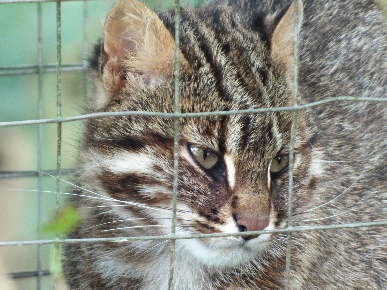 Amur Leopard Cat (Prionailurus bengalensis euptilura) at Galloway Wildlife