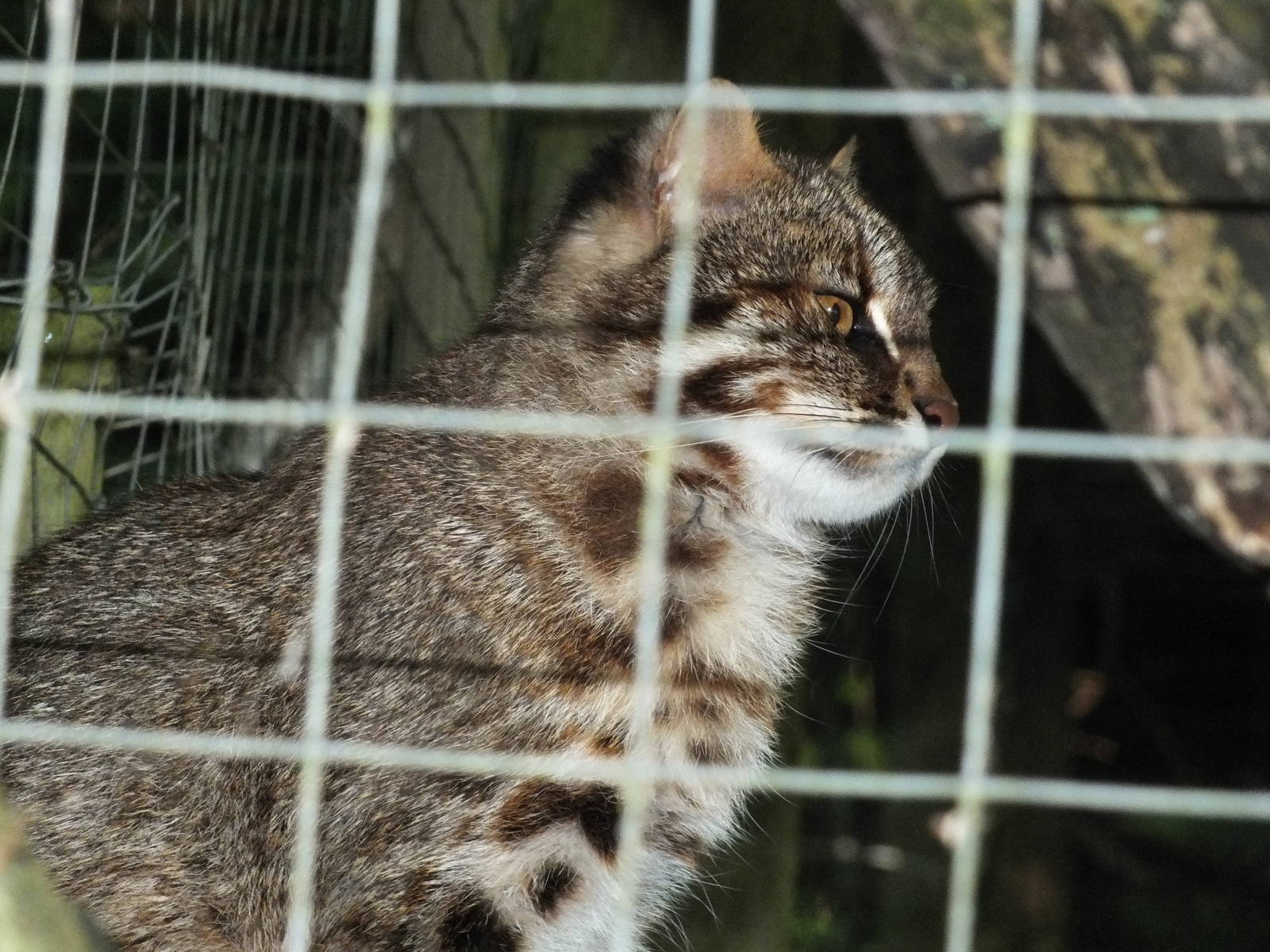Amur Leopard Cat (Prionailurus bengalensis euptilura) at Galloway Wildlife