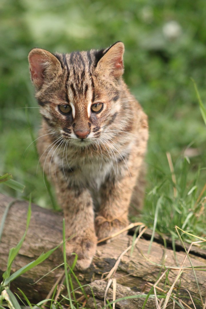 Amur leopard cat (Prionailurus bengalensis euptilura) - kitten