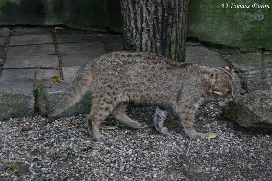 Amur Leopard Cat (Prionailurus bengalensis euptilura)