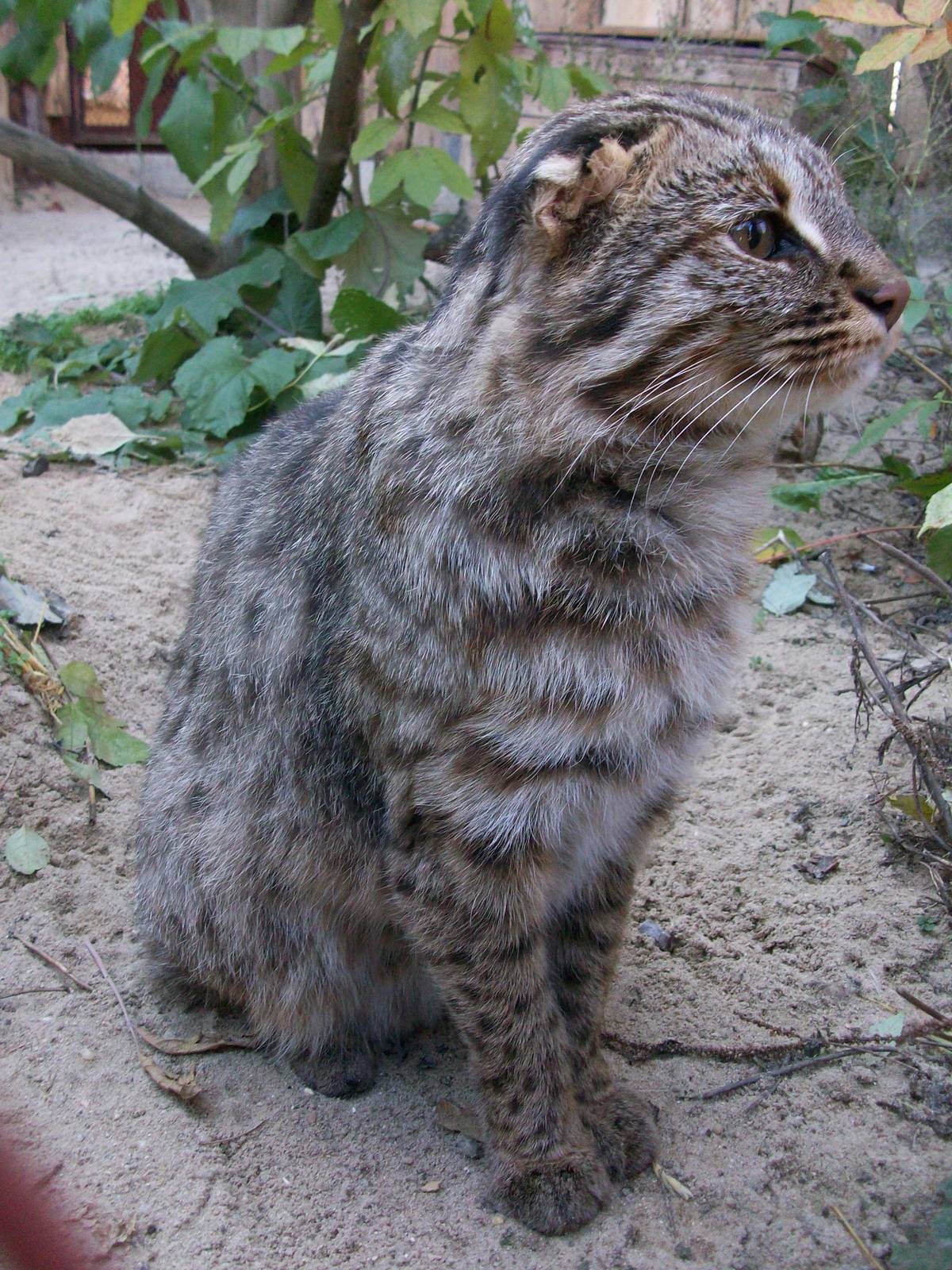 Amur leopard cat/Prionailurus bengalensis euptilura