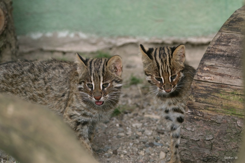 Amur leopard cat (Prionailurus bengalensis euptilura)