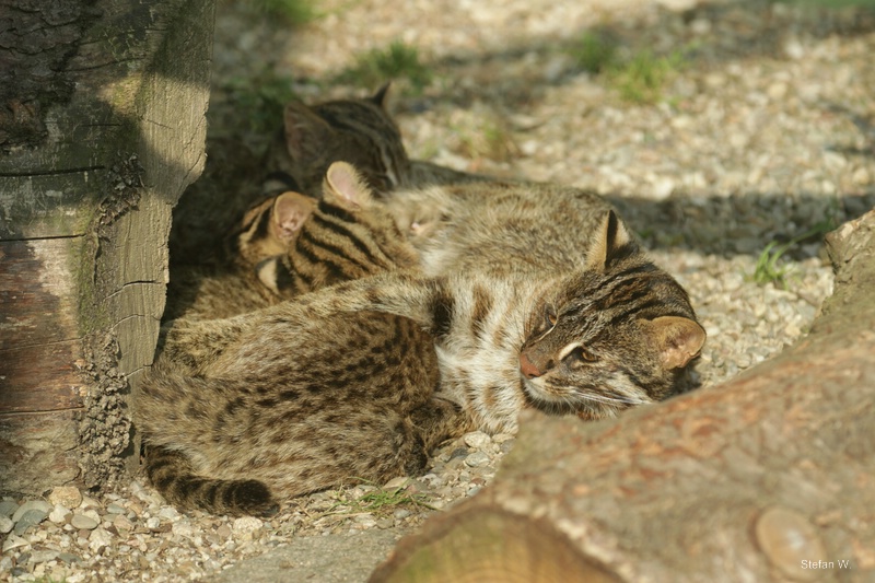 Amur leopard cat (Prionailurus bengalensis euptilura)