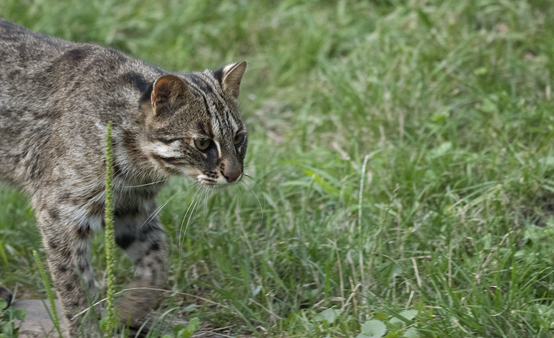 Amur leopard cat (Prionailurus bengalensis euptilura)