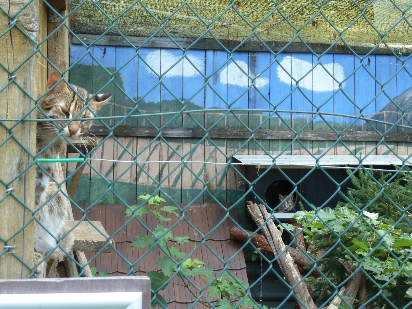 Amur leopard cat - Prionailurus bengalensis euptilura