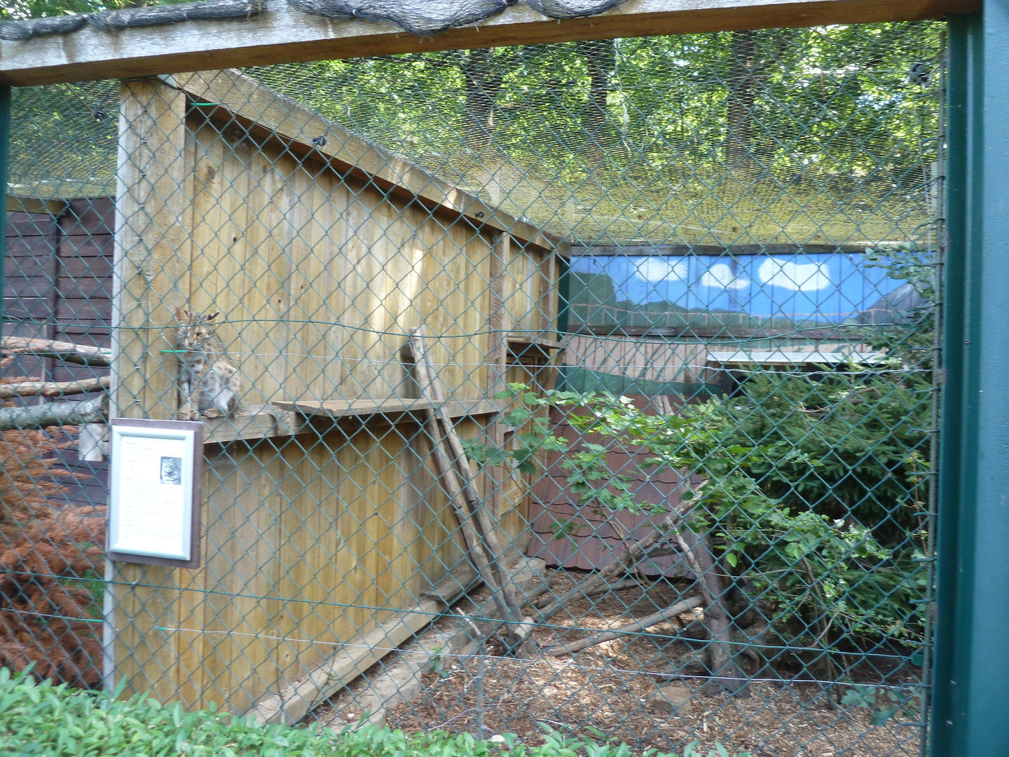 Amur leopard cat - Prionailurus bengalensis euptilura