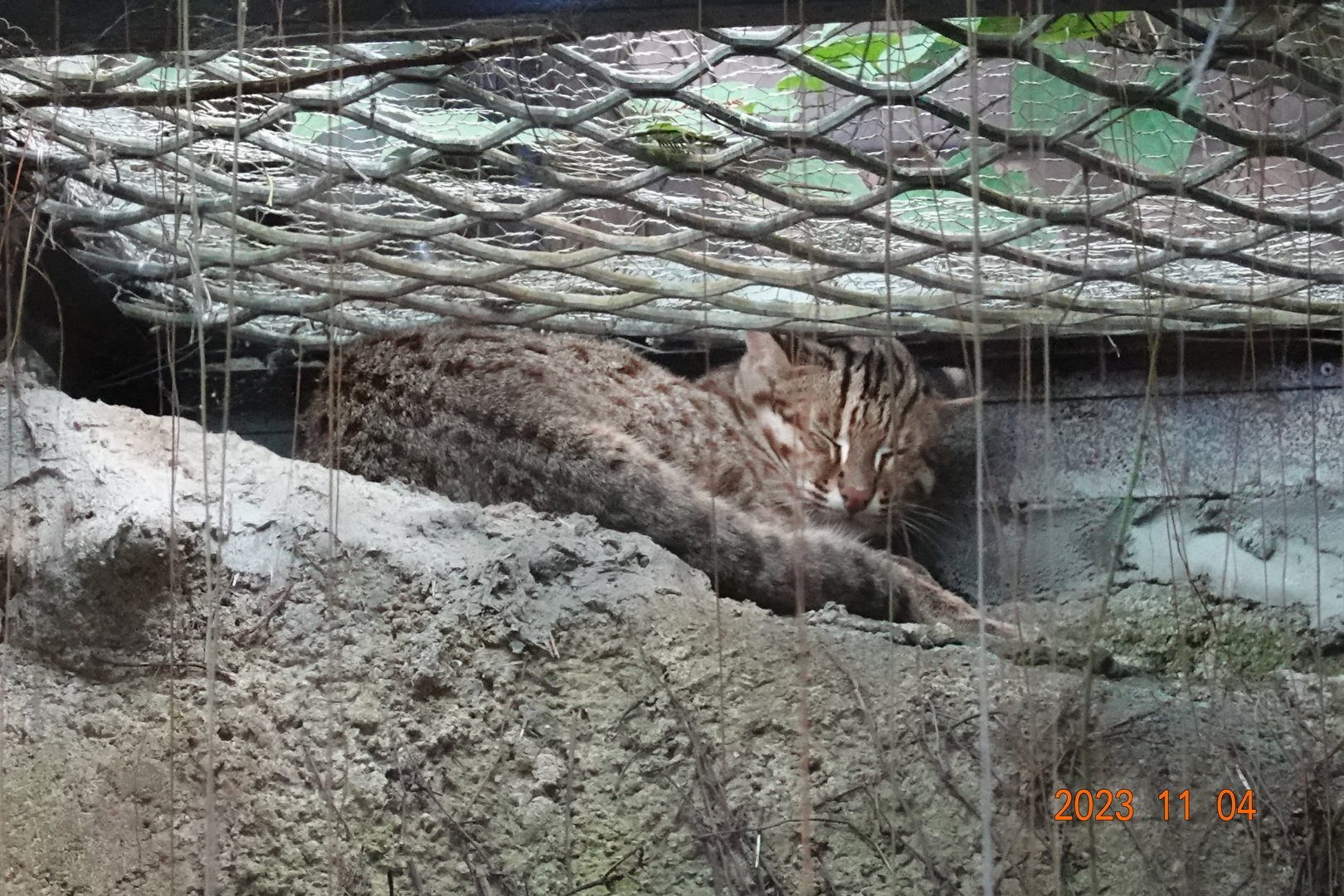 Amur Leopard Cat (Prionailurus bengalensis euptilura)
