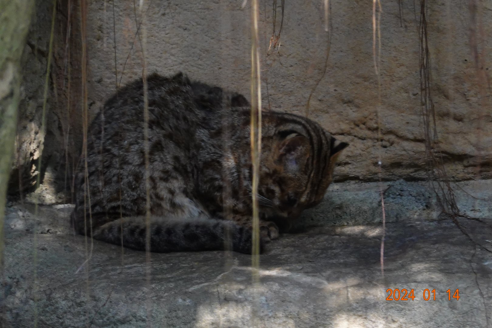 Amur Leopard Cat (Prionailurus bengalensis euptilura)
