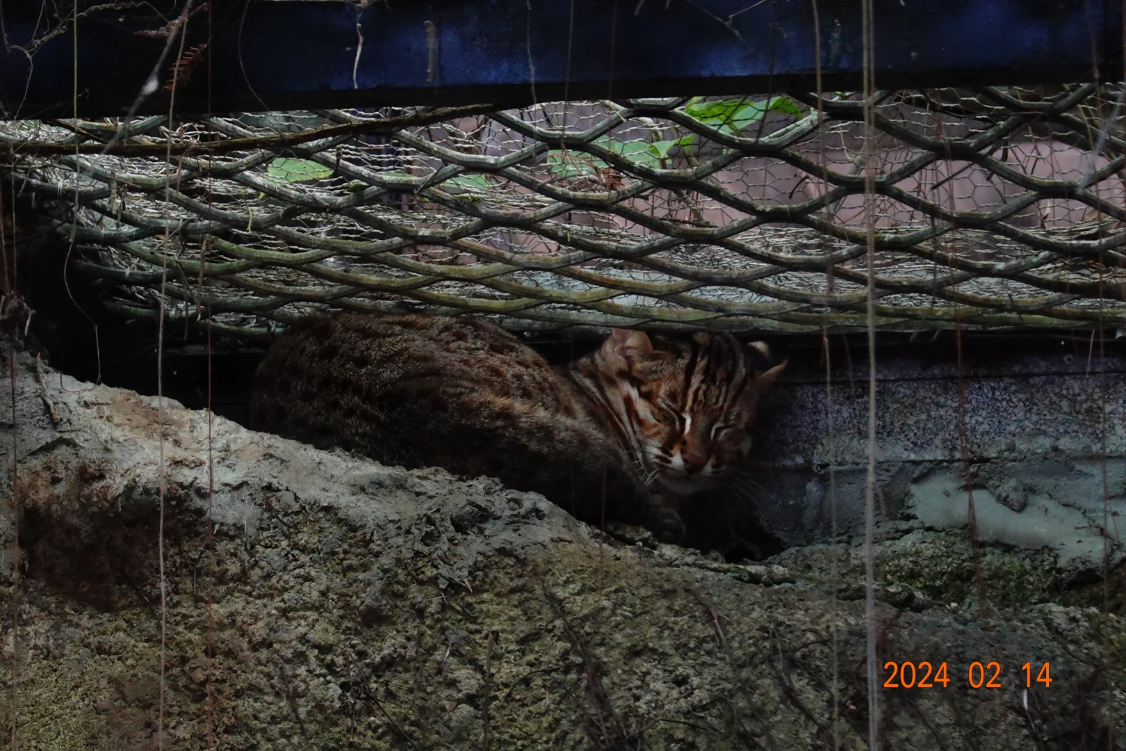 Amur Leopard Cat (Prionailurus bengalensis euptilura)