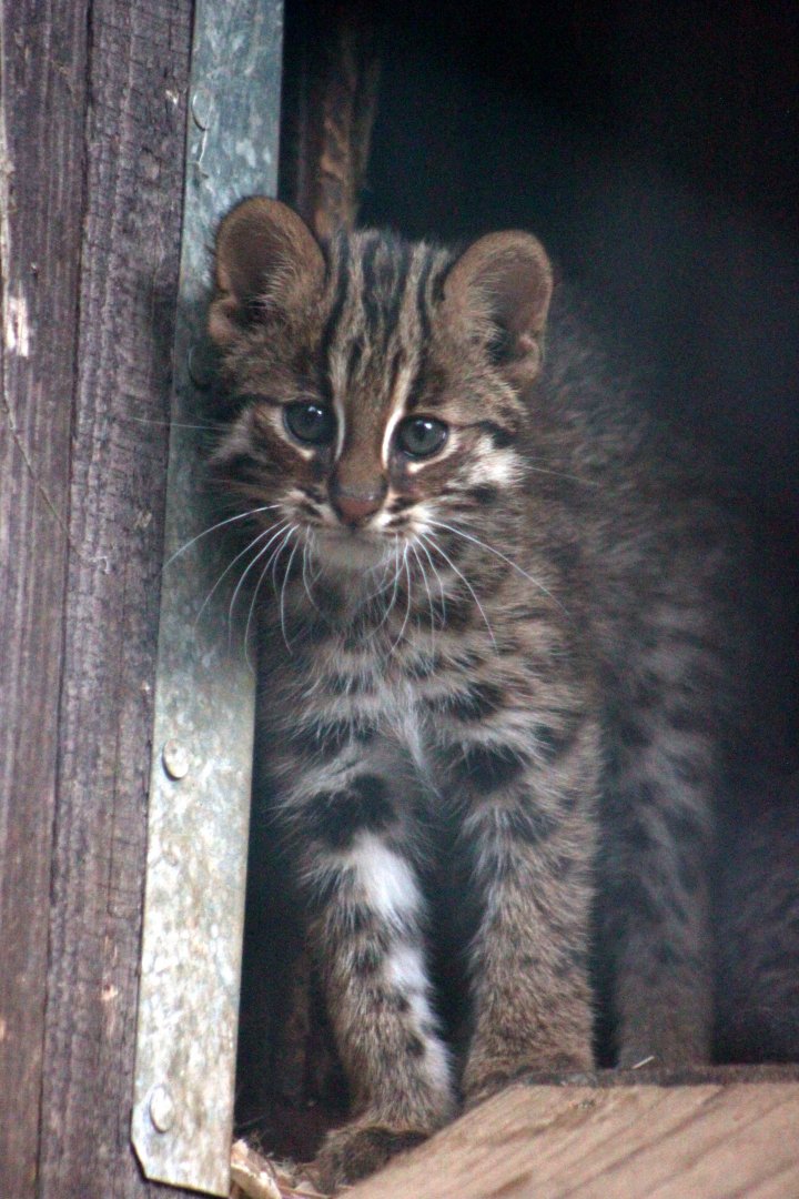 Amur leopard cat (Prionailurus bengalensis euptilurus) - kitten