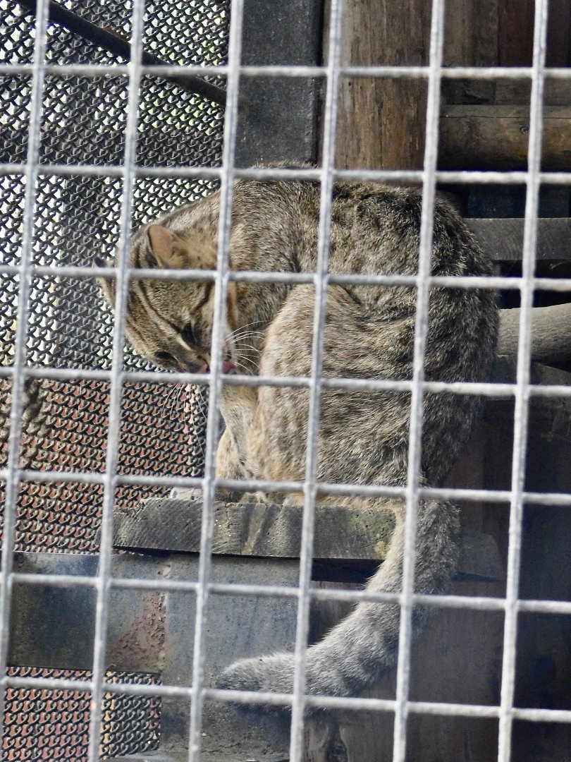 Amur Leopard Cat (Prionailurus bengalensis euptilurus) October 4, 2025