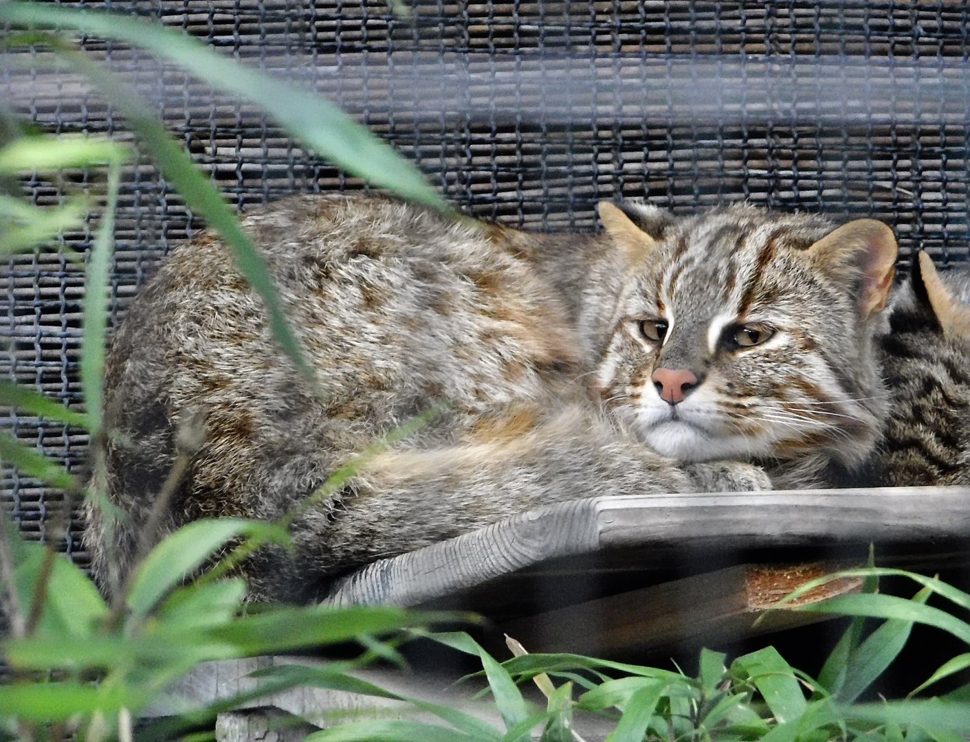 Amur Leopard Cat (Prionailurus bengalensis euptilurus) October 4, 2025