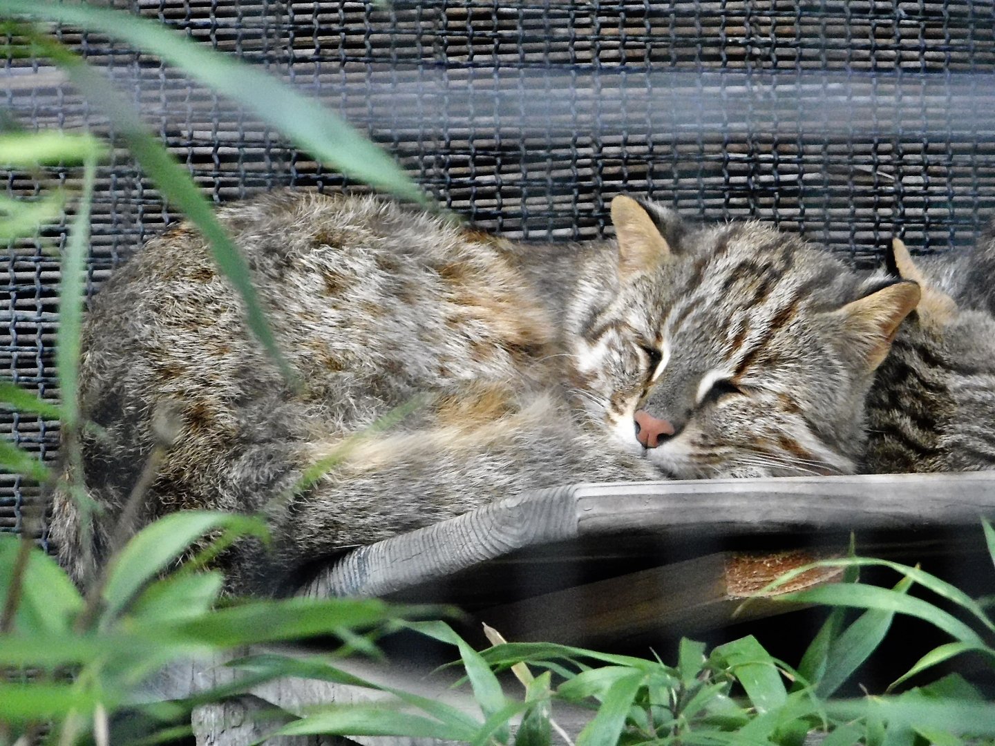 Amur Leopard Cat (Prionailurus bengalensis euptilurus) October 4, 2025