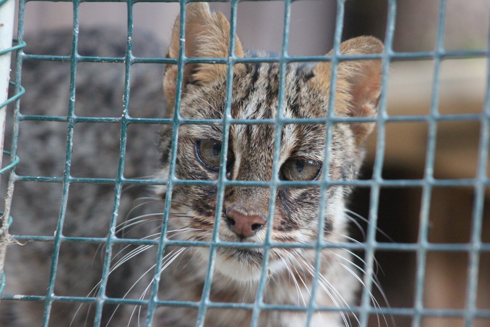 Amur leopard cat (Prionailurus bengalensis euptilurus)