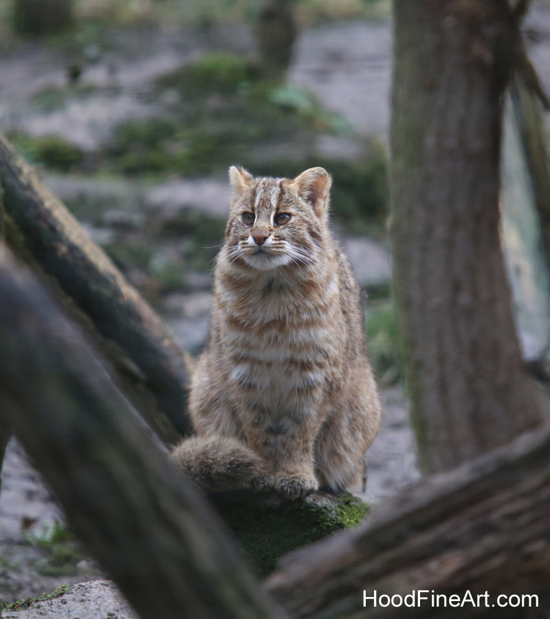 amur leopard cat