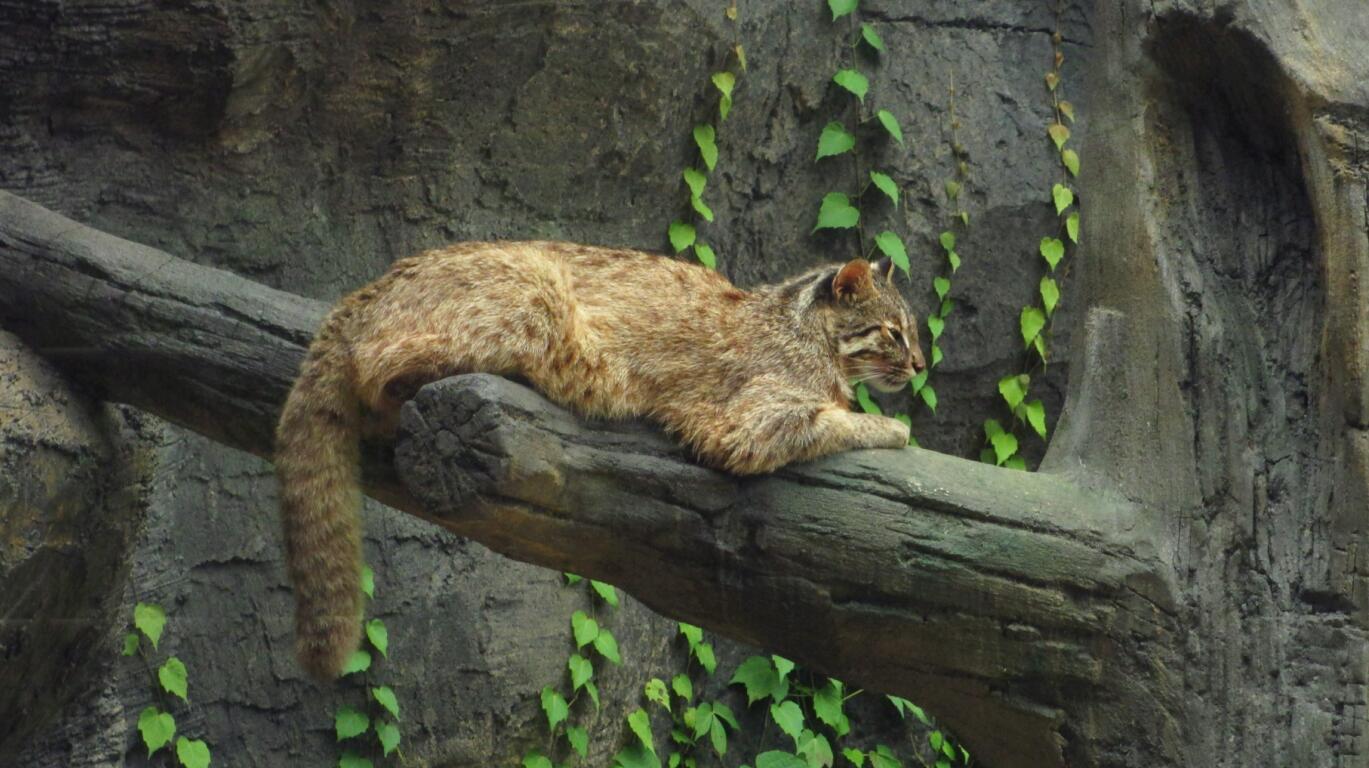 Amur leopard cat