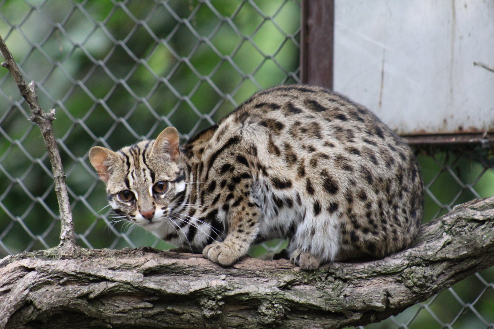 "Amur" Leopard Cat