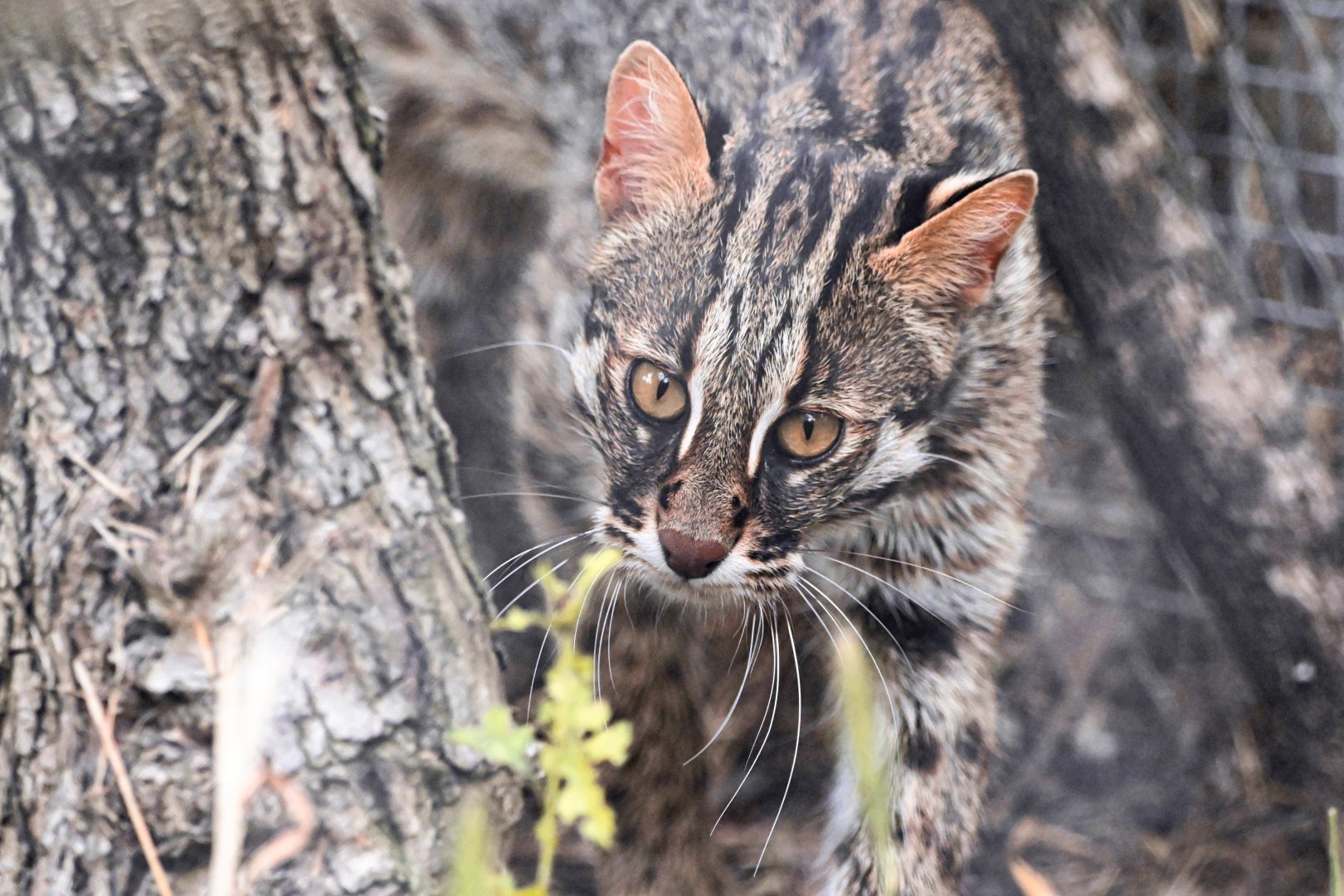 Amur leopard cat